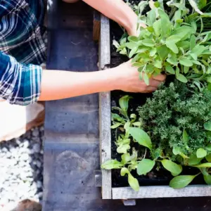 als lohnende gartenarbeit im frühling einen küchengarten anlegen und kräuter zum kochen verwenden