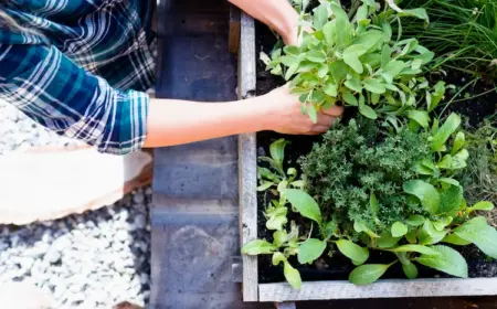 als lohnende gartenarbeit im frühling einen küchengarten anlegen und kräuter zum kochen verwenden