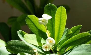 Anbauen und weiterpflegen was braucht die Spuckpalme zum Blühen