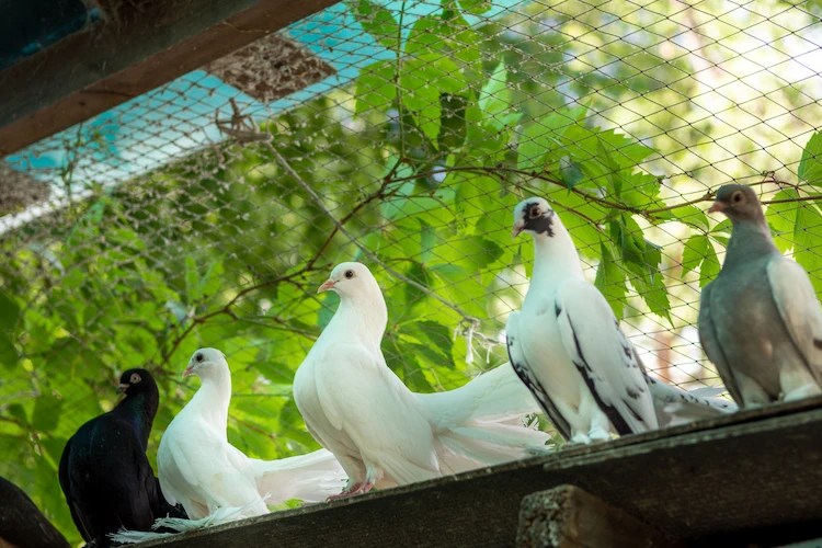 auf humane art und weise mit vogelnetz tauben von futterhäuschen im garten fernhalten