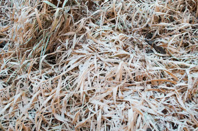 ausgetrocknetes gras im garten während der wintersaison entfernen
