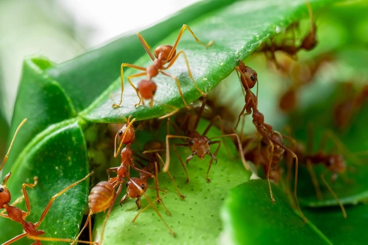 Backpulver im Garten gegen Ameisen und Insekten