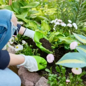 Backpulver im Garten sorgt für gesunde Pflanzen