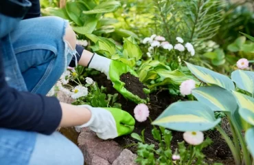 Backpulver im Garten sorgt für gesunde Pflanzen