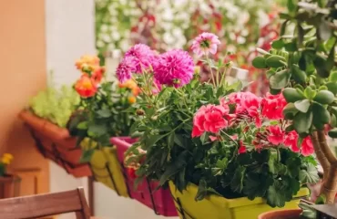 Balkonblumen im März pflanzen welche Arten