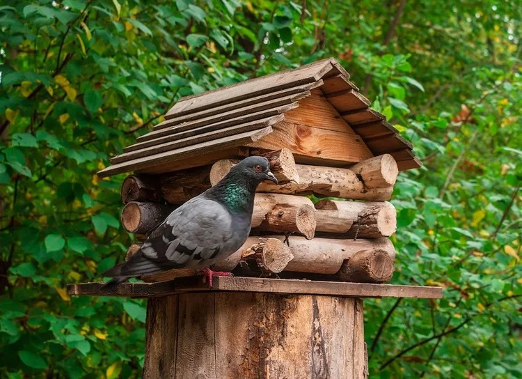 baumstumpf deko ideen vogelhaus darauf bauen
