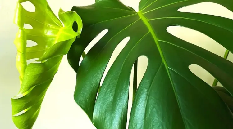If not cared for properly, monstera leaves will curl up