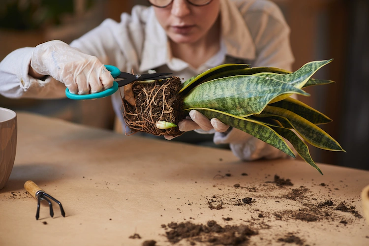 When repotting a houseplant, prune the root system and encourage growth