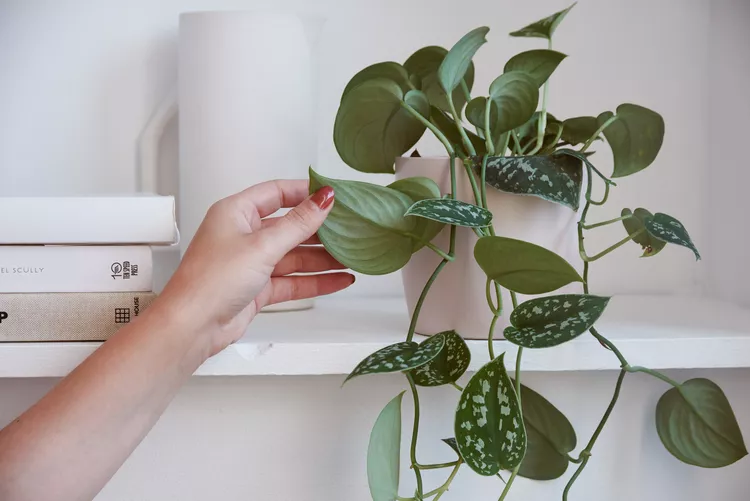Before pruning indoor plants, they should be checked for damage and disease