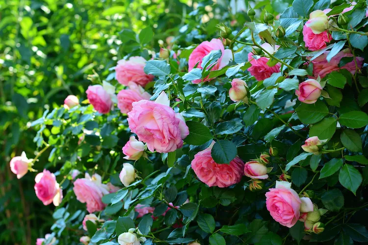 bienen lieben rosen, aber es gibt eine rosensorte, die von bienen gemieden wird