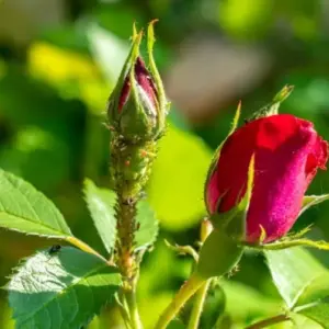 Blattläuse an Rosen bekämpfen mit Brennnesseljauche