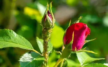 Blattläuse an Rosen bekämpfen mit Brennnesseljauche