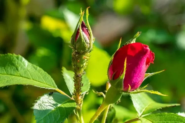 Blattläuse an Rosen bekämpfen mit Brennnesseljauche