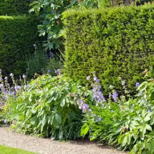 bodendecker unter hecke diese 10 geeigneten pflanzen verschönern ihre beete