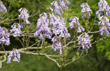 chinesischer blauglockenbaum als paulownia bekannt produziert schöne blüten und eignet sich für gärten