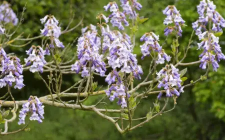 chinesischer blauglockenbaum als paulownia bekannt produziert schöne blüten und eignet sich für gärten