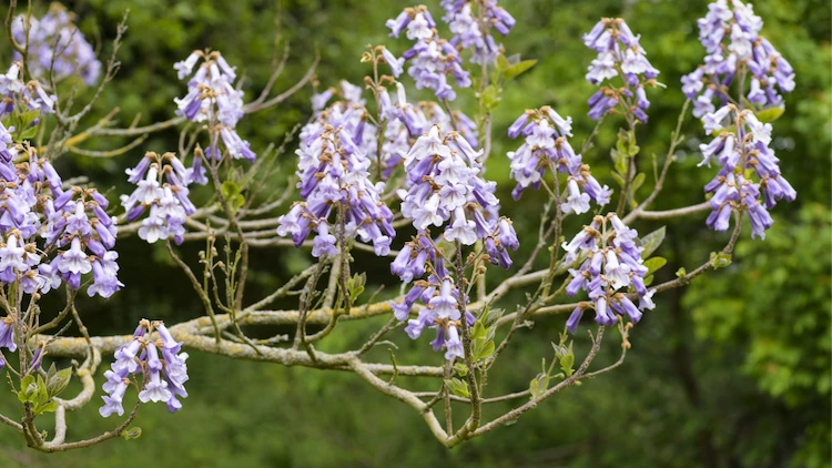 chinesischer blauglockenbaum als paulownia bekannt produziert schöne blüten und eignet sich für gärten