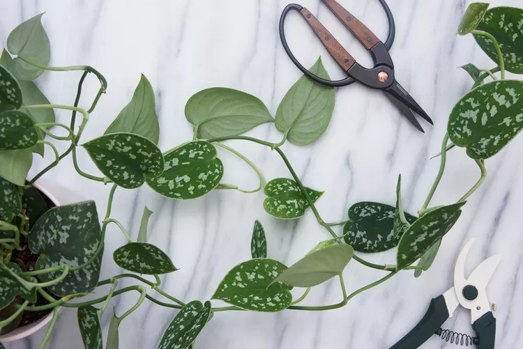 choose the right pruning tool depending on the type of plant and prune indoor plants properly in spring