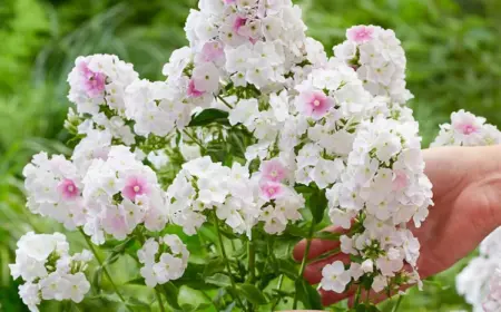 dauerblüher für den garten phlox pflanzen