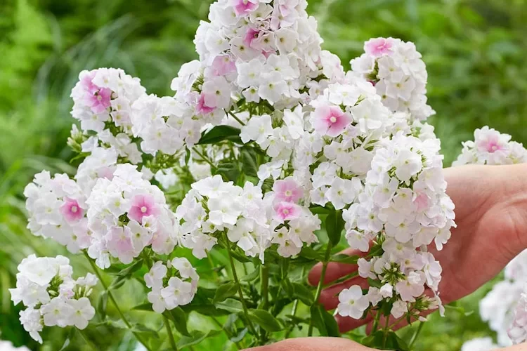 dauerblüher für den garten phlox pflanzen