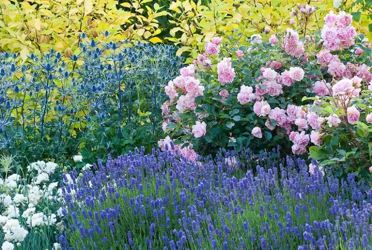 Der Lavendel eignet sich hervorragend als Rosenbegleiter
