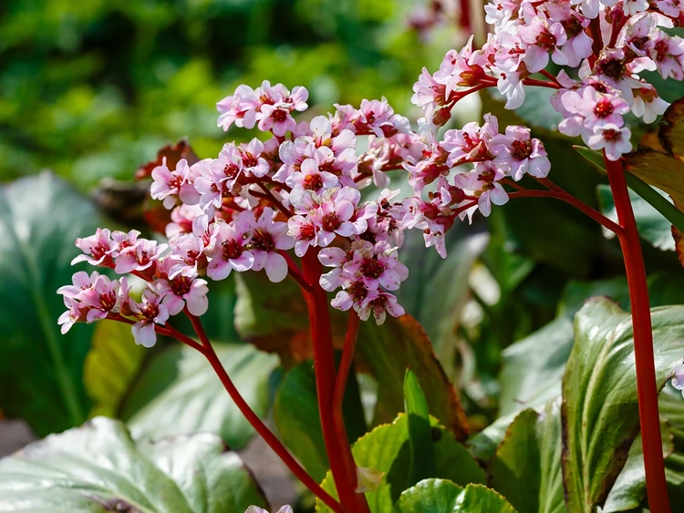 Die Bergenie (Bergenia) als Bodendecker unter Hortensien punktet mit auffälligen Blättern und Blüten