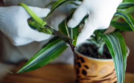 die blattspitzen von zimmerpflanzen schneiden und dabei vorsichtig vorgehen