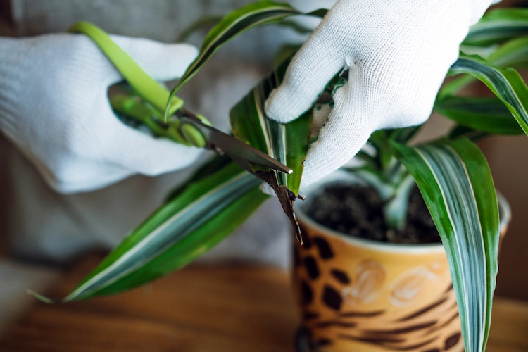 trim the leaf tips of houseplants, being careful when doing so