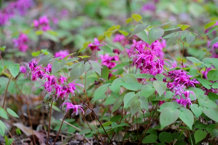 Die Sockenblume (Epimedium) ist zierlich und blüht in Pink
