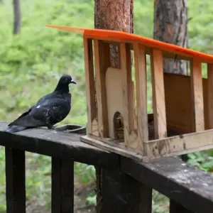 durch verwendung der passenden vogelhäuschen vögel füttern ohne tauben anzulocken