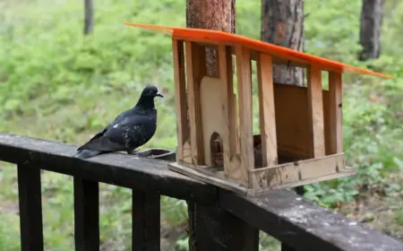 durch verwendung der passenden vogelhäuschen vögel füttern ohne tauben anzulocken