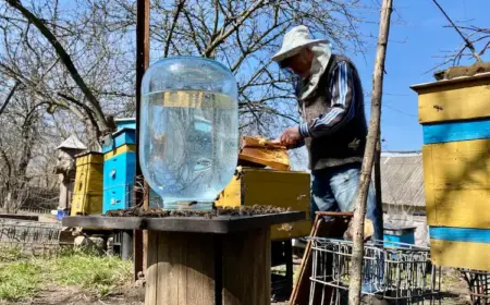 erfahrener imker füttert bienen am bienenstock mit zuckerlösung im einmachglas
