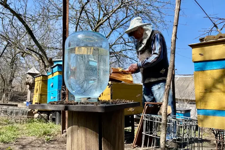 erfahrener imker füttert bienen am bienenstock mit zuckerlösung im einmachglas