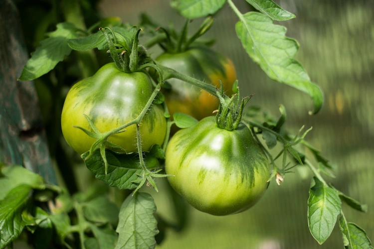 support fleshy tomato varieties as they ripen with the right fertilizers and provide them with nutrients
