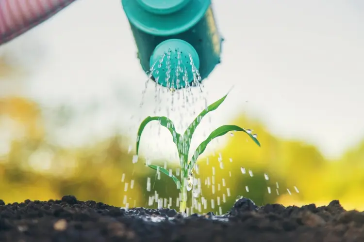 make liquid fertilizer yourself to water the plants