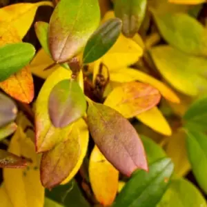 Gelbe Blätter an Rhododendron - Welche sind die Ursachen und was können Sie dagegen tun