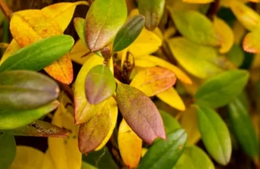 Gelbe Blätter an Rhododendron - Welche sind die Ursachen und was können Sie dagegen tun