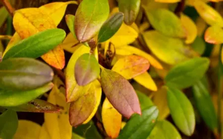 Gelbe Blätter an Rhododendron - Welche sind die Ursachen und was können Sie dagegen tun