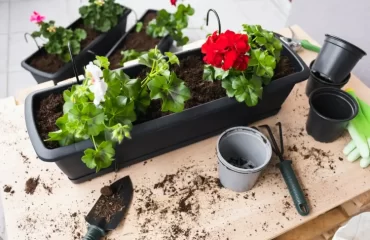 Geranien pflanzen - Richtige Behälter, Erde und Begleitpflanzen
