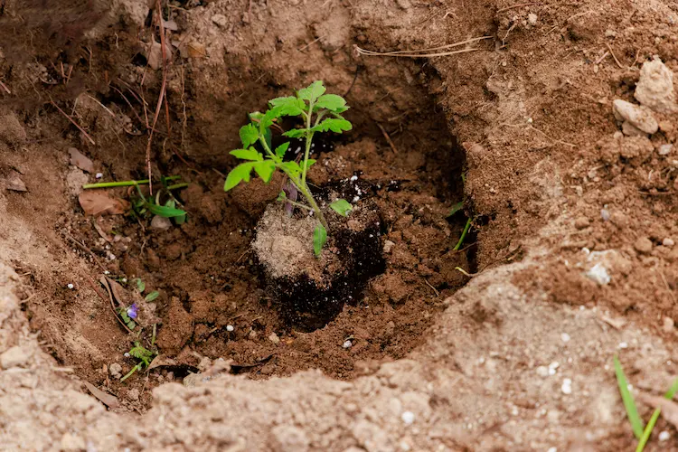 make larger holes in the garden soil for tomato plants and fertilize properly after planting