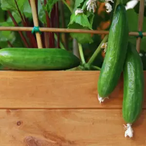 Gurken auf dem Balkon im Hochbeet mit Rankhilfe