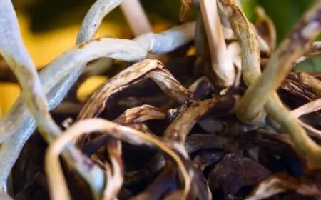 Hat die Orchidee braune Wurzeln, liegt das an zu viel Salz