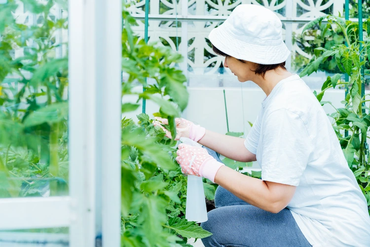 hausgemachter flüssigdünger für tomatenpflanzen in sprühflasche hilft ihnen während der wachstumsperiode
