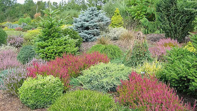 heidegarten gegen unkraut anlegen vorteile, pflanzenarten, wachstumsbedingungen und pflege