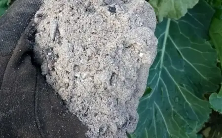 holzasche als dünger verwenden tipps zum selbermachen von kaliumdünger