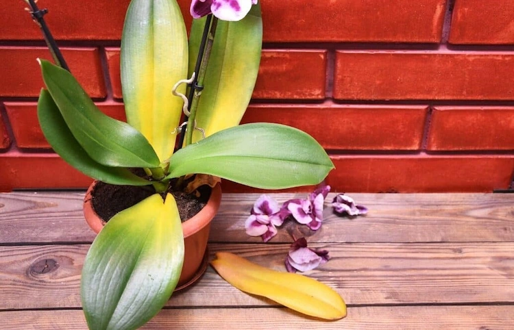 ihre orchidee verliert blätter gründe und lösungen zum retten der beliebten zimmerpflanze
