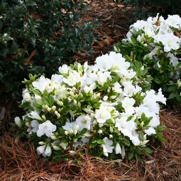 Immergrüner Busch mit weißen Blüten für Ihren Garten - Azalee (Rhododendron spp.)