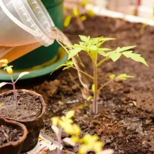 in flüssiger form durch verwendung von kompost natürliche tomatendünger selbst herstellen und im garten einsetzen