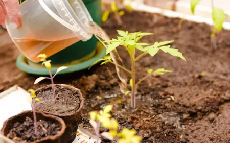 in flüssiger form durch verwendung von kompost natürliche tomatendünger selbst herstellen und im garten einsetzen