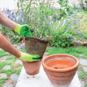 Jungpflanzen Oleander umtopfen und pflegen